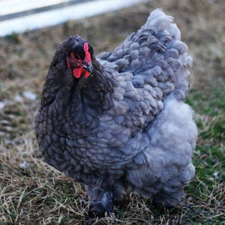 A large, fluffy dark gray hen with a bright red comb.