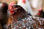 An auburn hen with bold blue, black, and white speckles staring into the camera.