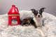 A small dog shown laying on a dog bed next to a bottle of cleaner.