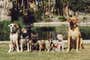 Seven dogs of various sizes and different breeds lined up in horizontal order, outside near a lake.