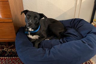 dog lounging comfortably in a dog bed