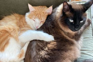 Two cats snuggling on a couch.