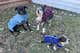 Three dogs wearing jackets standing outside.