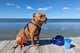 A dog sitting on a pier next to a paw plunger.