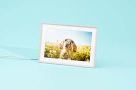 A photo frame with a photo of a dog sniffing a daisy