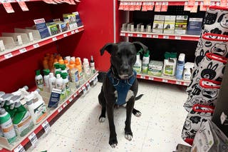 A black dog wearing a navy blue harness sitting in the flea & tick treatment section of a pet store.