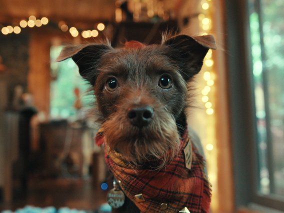 A small, scruffy dog with large, expressive eyes stares directly into the camera. The dog is wearing a red plaid bandana and a collar with tags. The background is warmly lit with soft, blurred lights and cozy indoor decor.