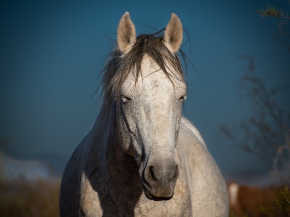 White horse