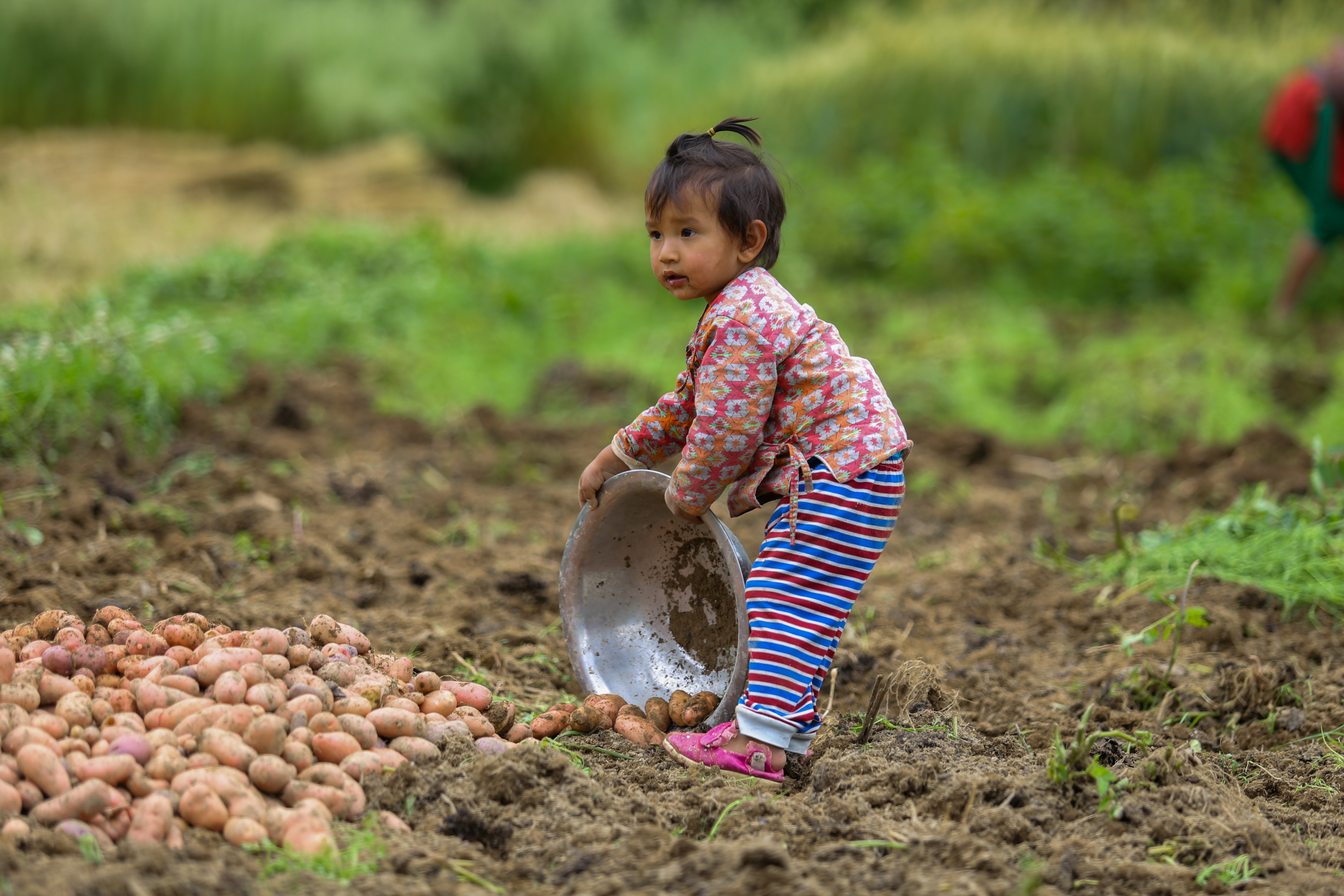 Farmer Harvesting At The Field In Nepal