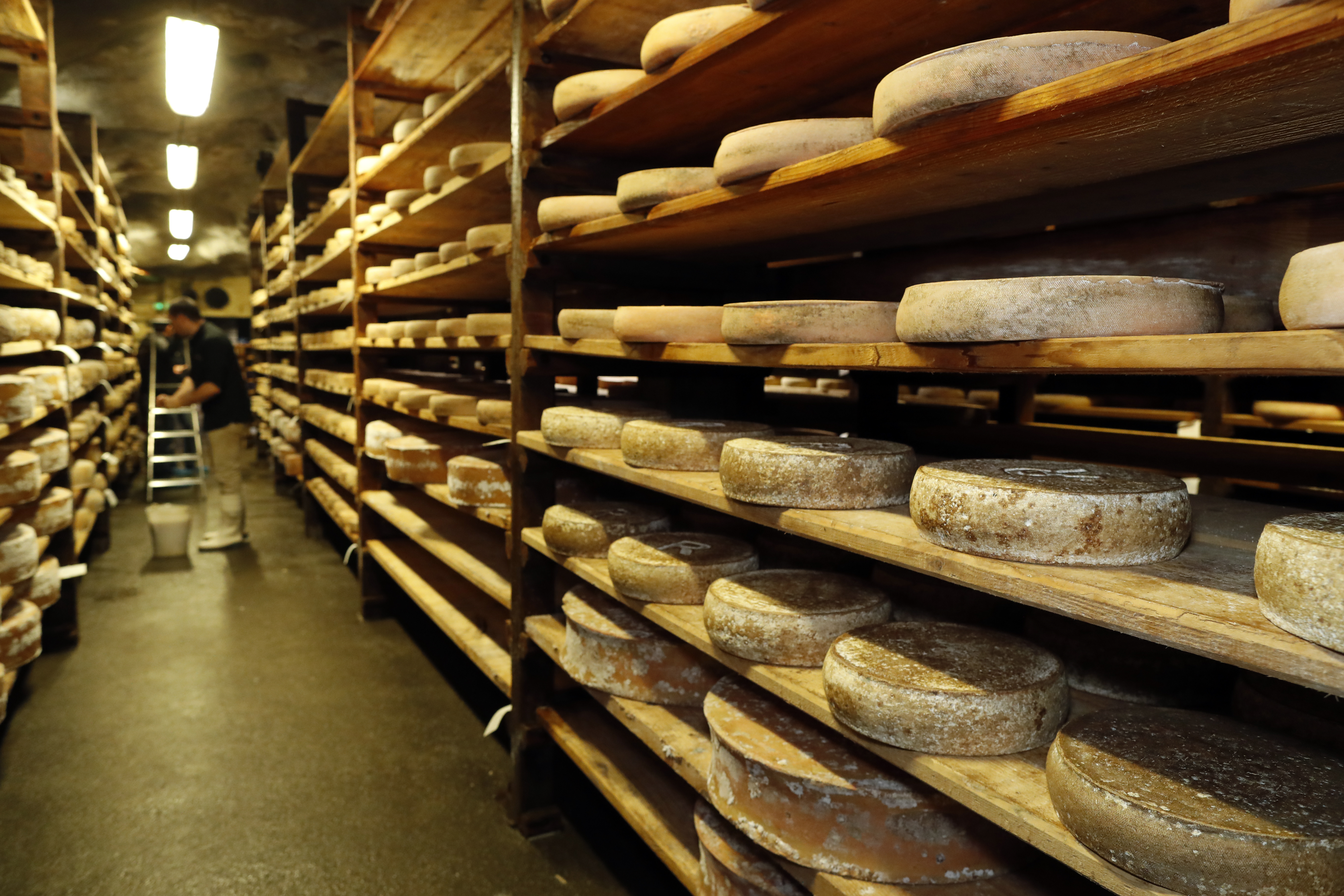 Artisanal Beaufort cheese in refining in a traditional cellar. Rognaix. France.