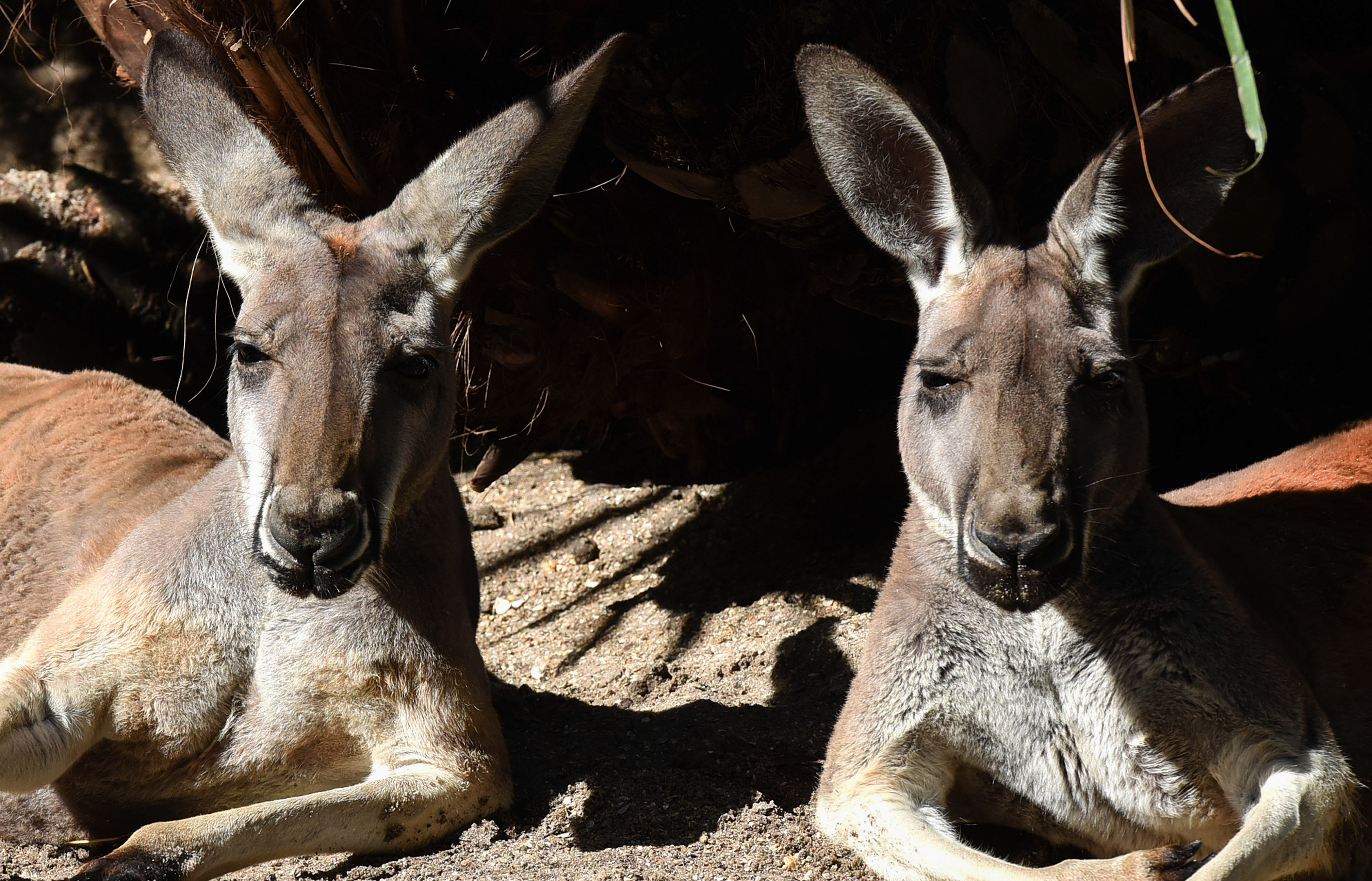 A pair of red kangaroos from Australia bask in the sun at...