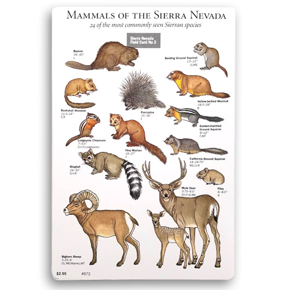 Field Card - Mammals