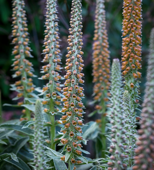 Digitalis parviflora