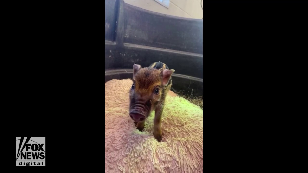 Baby pig with adorable name joins local zoo crew