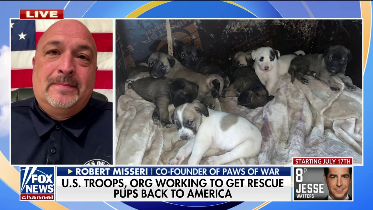 Deployed US soldiers, Paws of War team up to bring rescued dog, puppies back to US