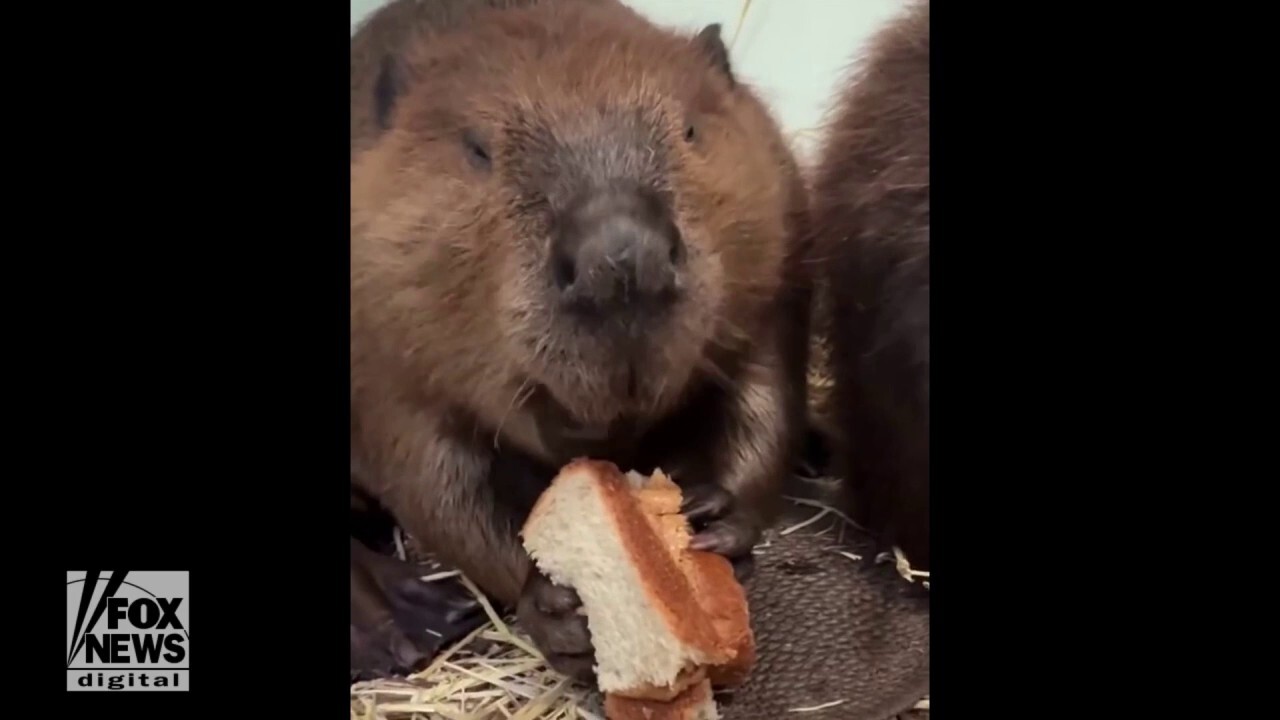 Beaver chows down on peanut butter sandwich at local zoo