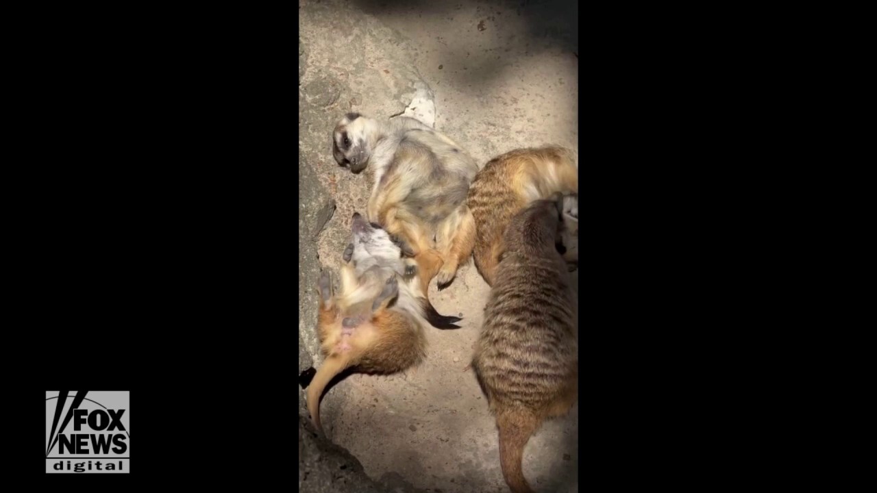 Meerkats go sunbathing together at Memphis Zoo