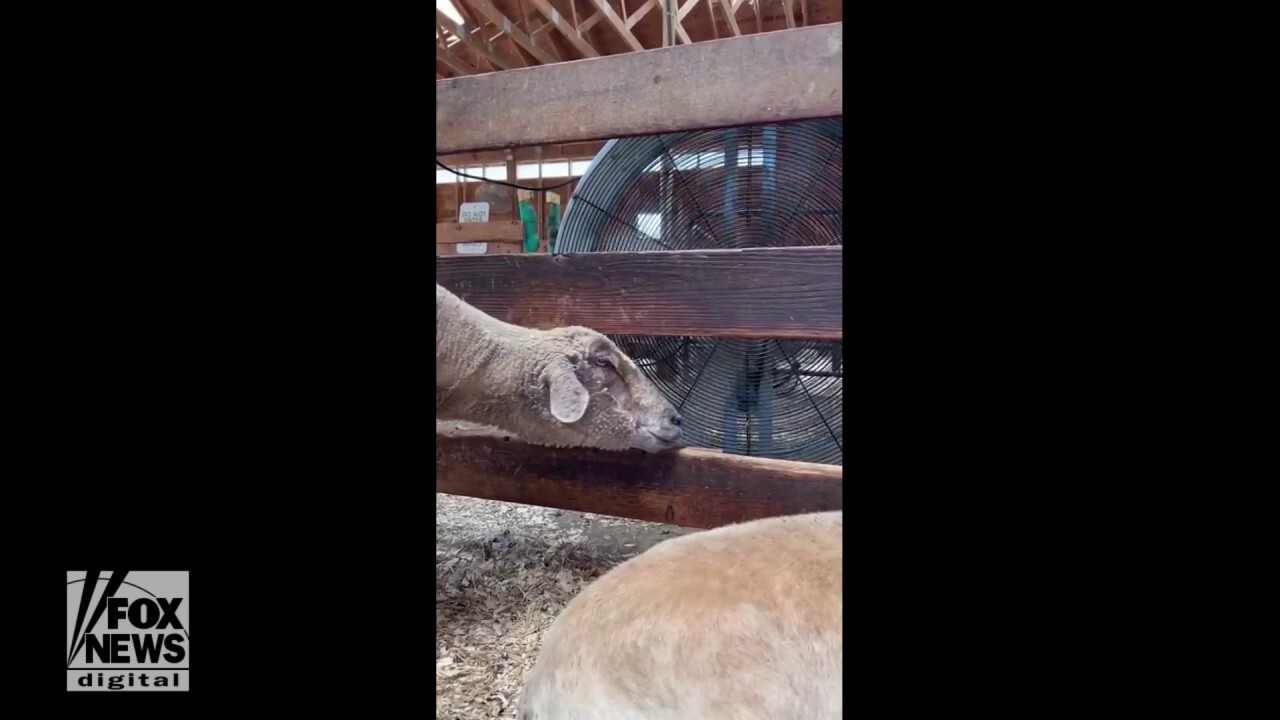 Sheep spotted cooling off by large fan during summer heat