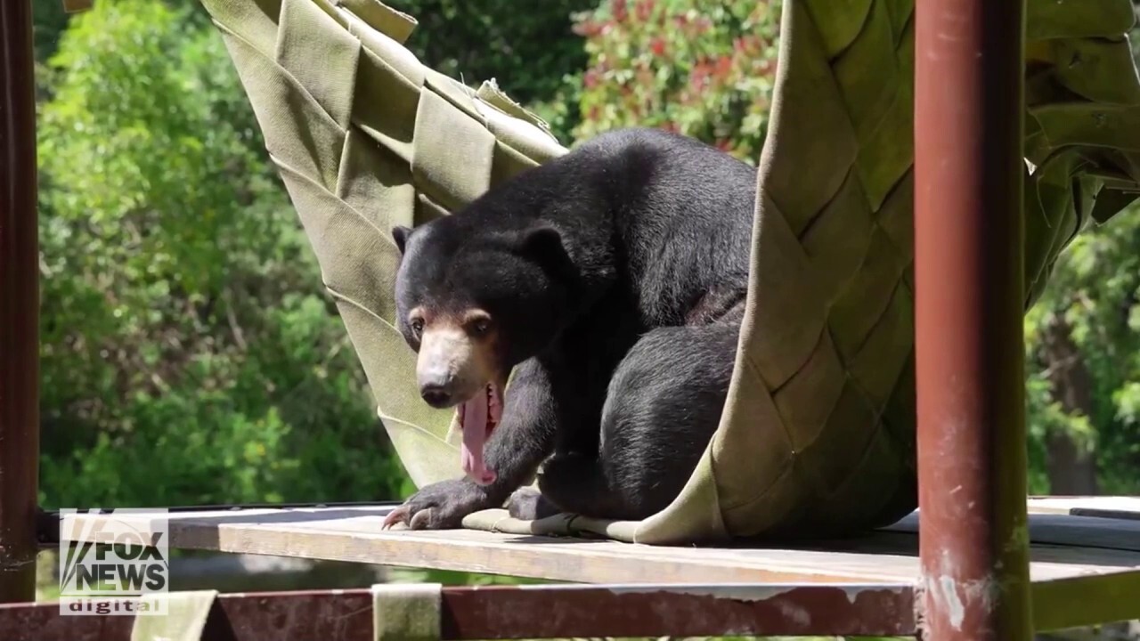 Yawning bear shows off long tongue