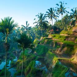 Ubud 66 parques turísticos