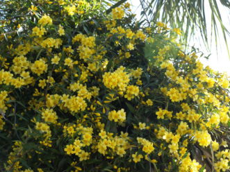 Yellow Jessamine (Gelsemium sempervirens) is a drought tolerant native vine.