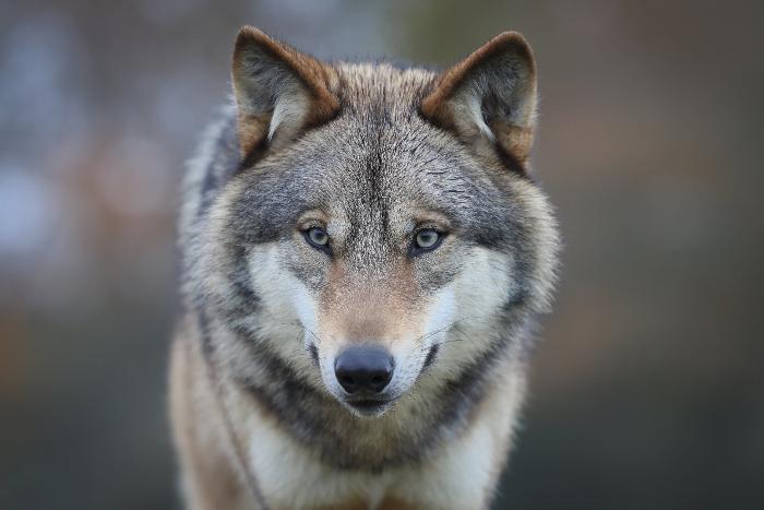 Une femme a été attaquée par des loups dimanche au zoo de Thoiry, dans les Yvelines. Sévèrement mordue, elle a été transportée à l’hôpital en urgence absolue. (Illustration) LP/Frédéric Dugit
