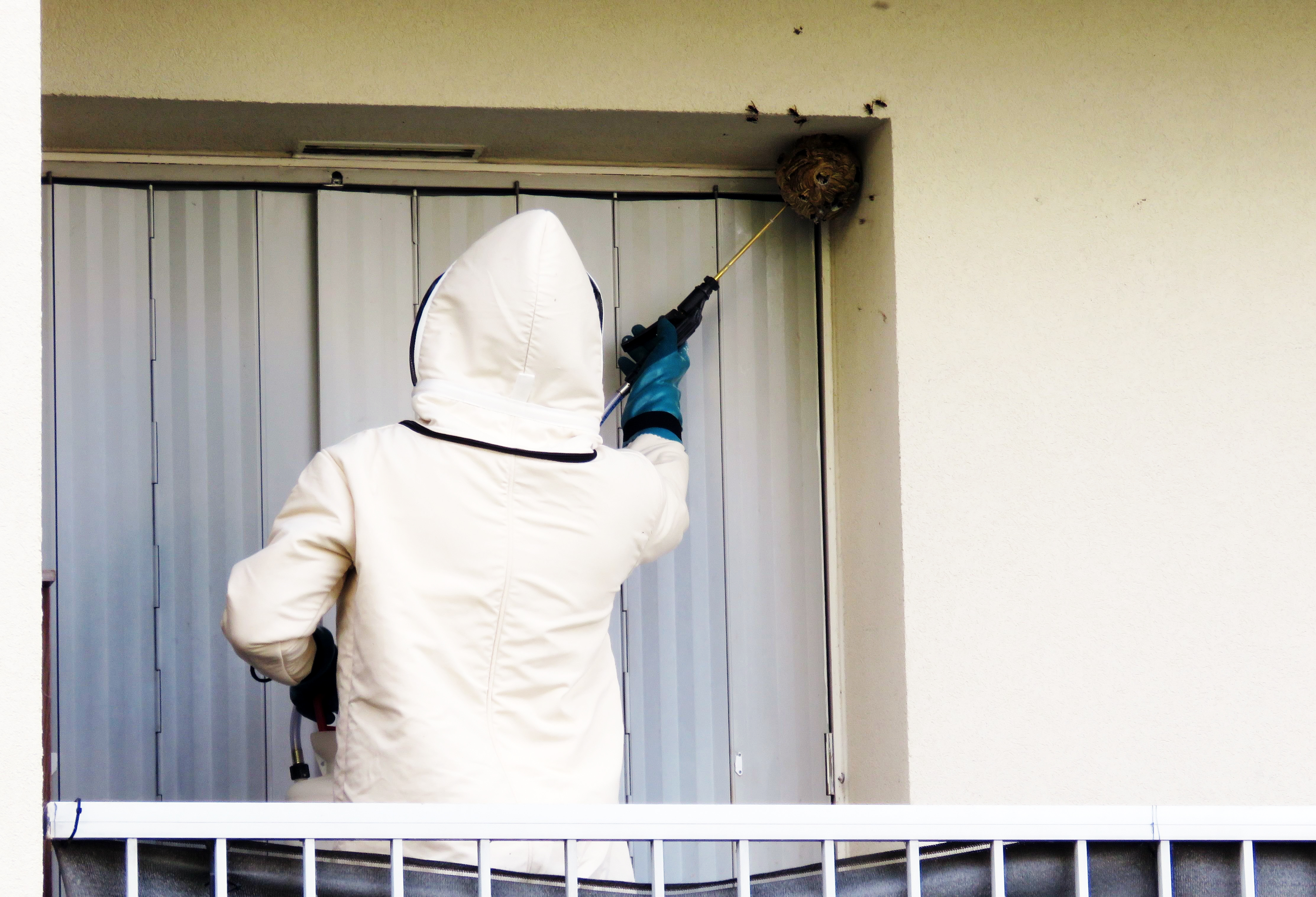 Compiègne (Oise), le 27 juin. Depuis cette année, la ville a mis à profit les compétences d'un policier municipal, également apiculteur amateur, pour proposer un service d'intervention pour éradiquer les nids de frelons asiatiques. LP/Stéphanie Forestier