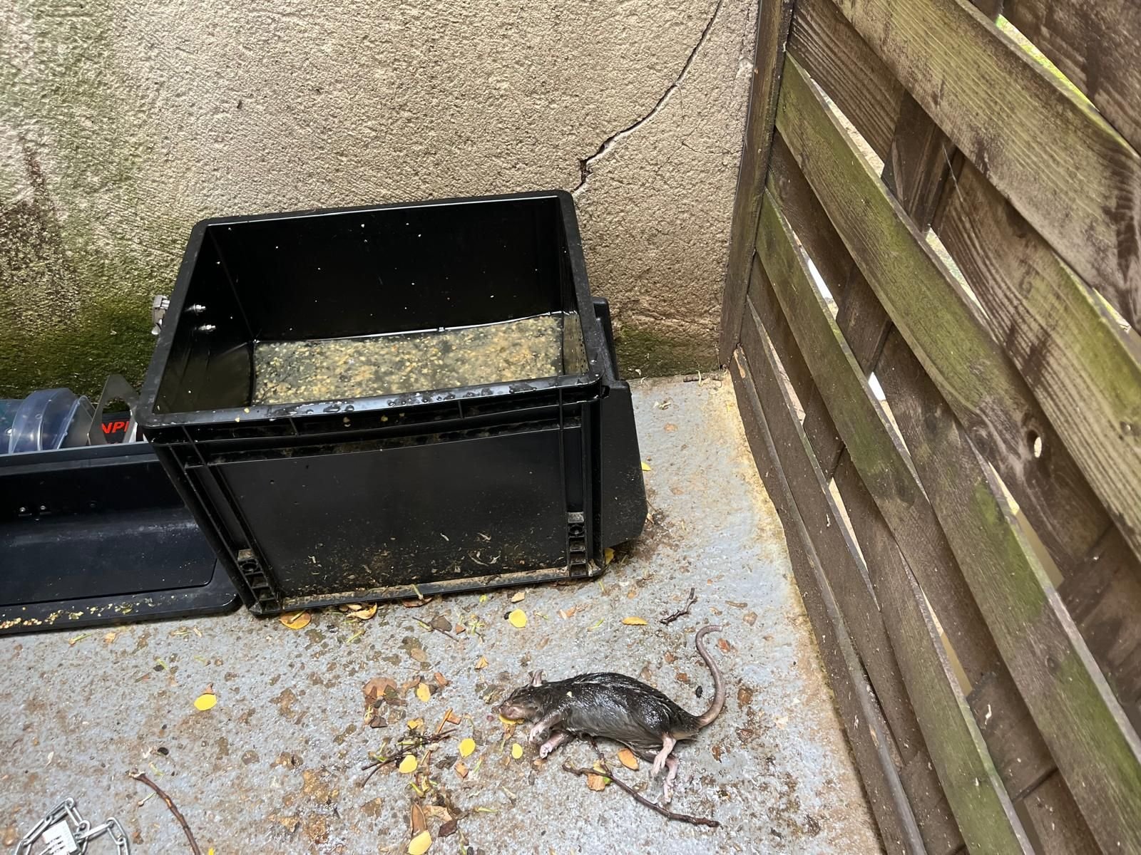 Paris (XVIIe), le 23 mai. Chutant dans ces pièges nouvelle génération, les rats meurent sur le coup, figés dans l'huile de paraffine. LP/Colombe Delabrousse-Mayoux