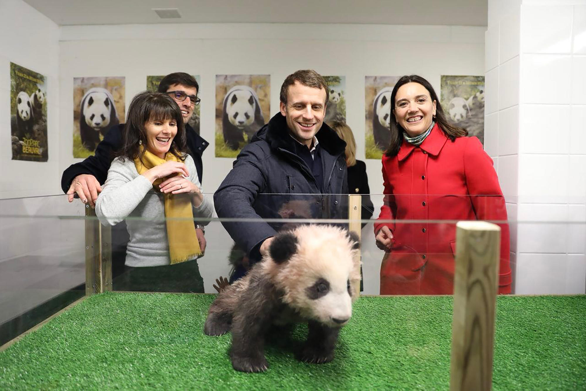 Emmanuel Macron avait rendu visite au petit panda Yuan Meng, le 16 décembre 2017, au zoo de Beauval dans le Loir-et-Cher. MaxPPP/Xinhua/Zoo de Beauval