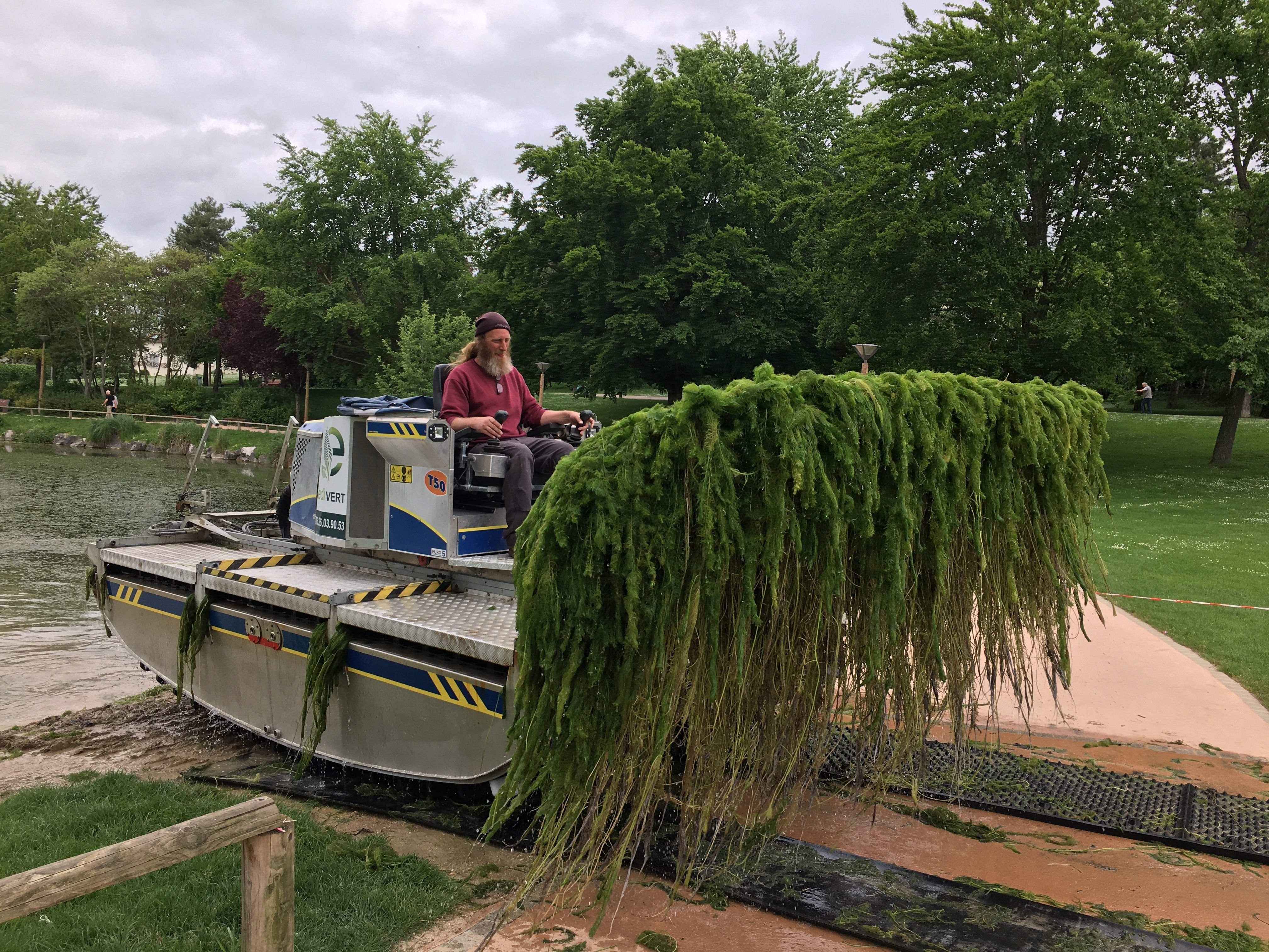 Depuis lundi, des engins amphibiens raclent le fond du bassin du parc Léo-Lagrange de Reims pour extraire cette plante exotique et invasive.