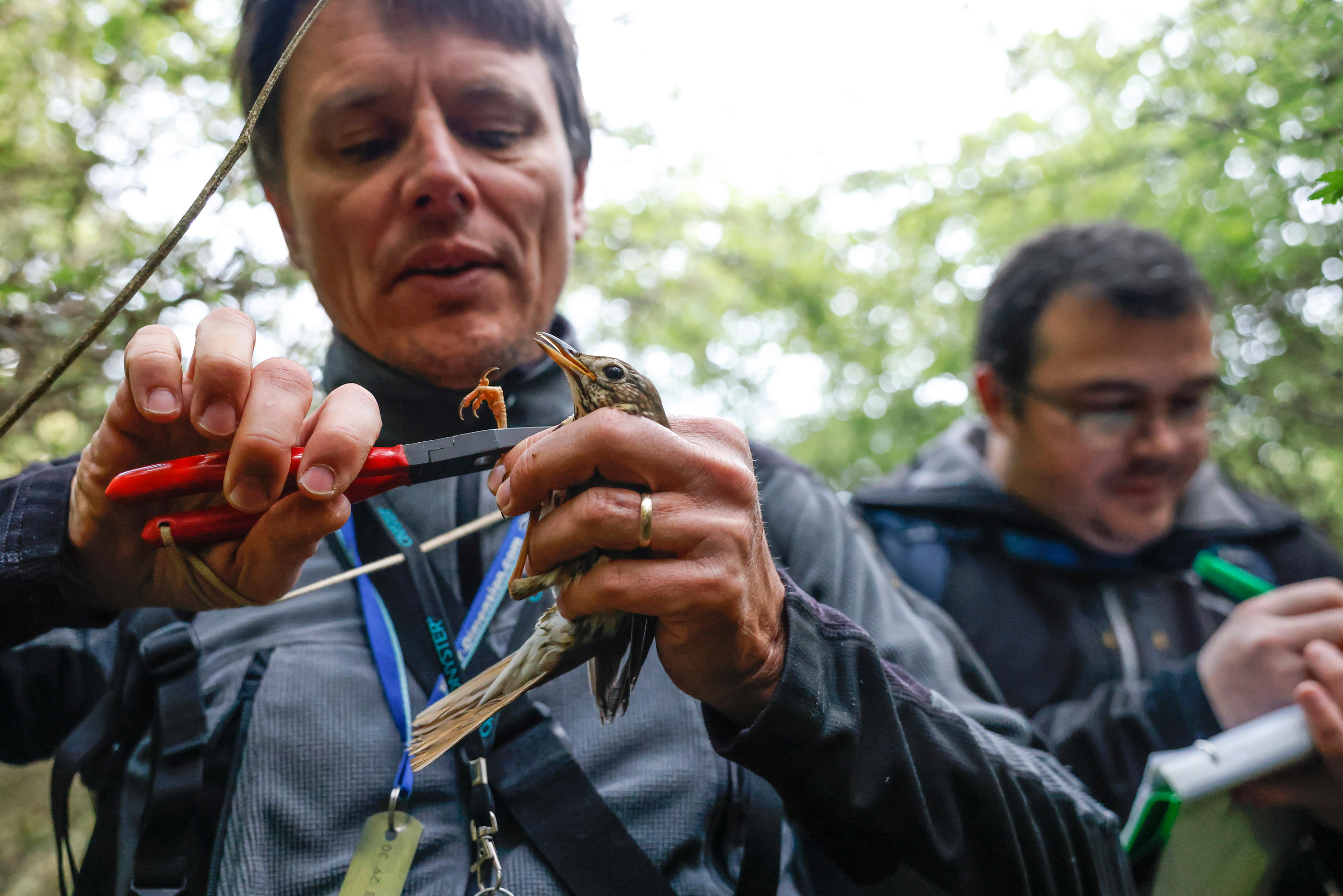 Montgeron (Essonne), le 14 mai. Le Muséum d'histoire naturelle de Paris organise à des fins scientifiques des baguages d'oiseaux dans la forêt de Sénart avec des bénévoles. LP/Olivier Corsan