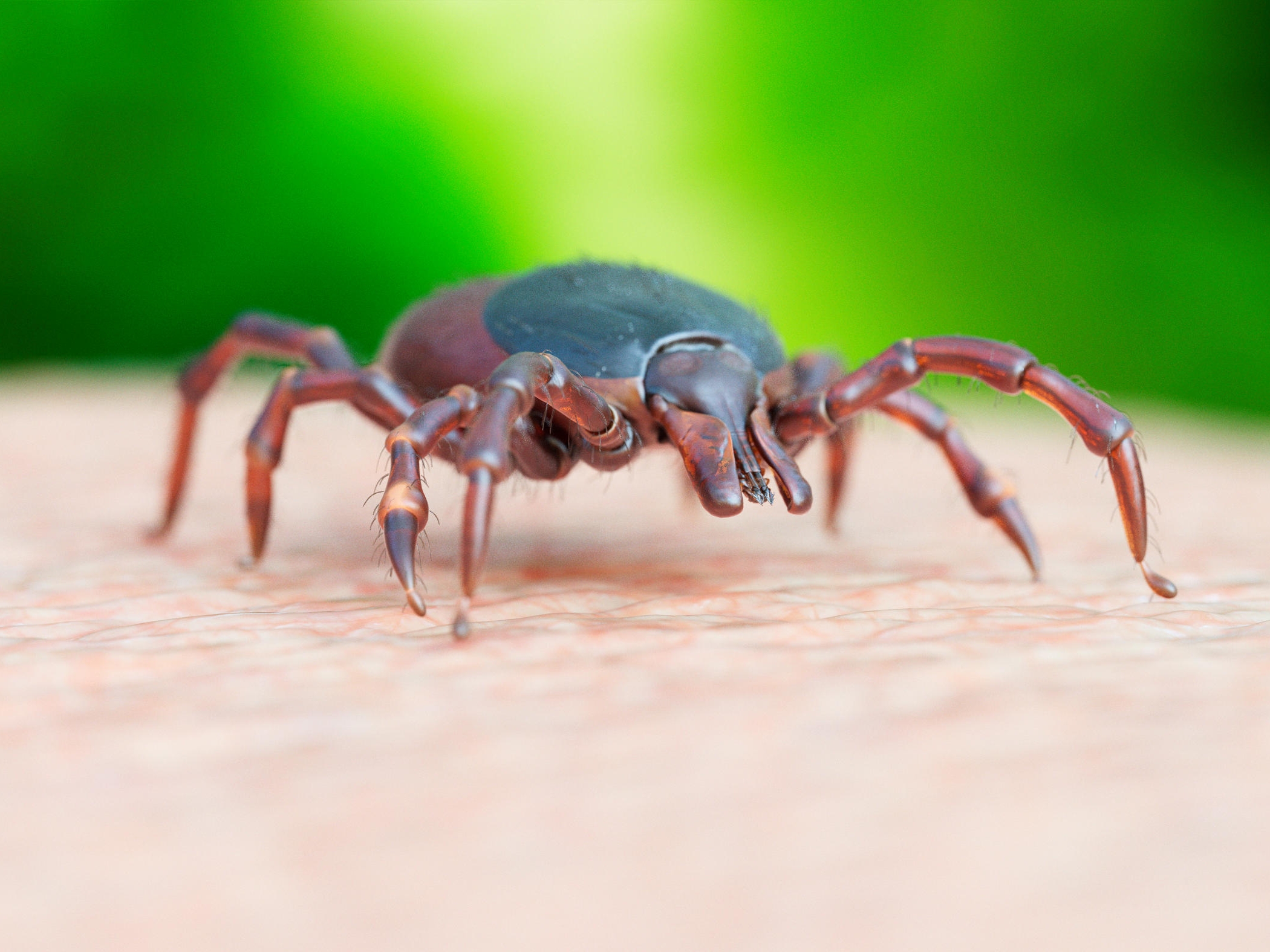 Pour éviter d'être mordu par une tique, portez des vêtements longs et utilisez du répulsif pendant vos randonnées. Istock