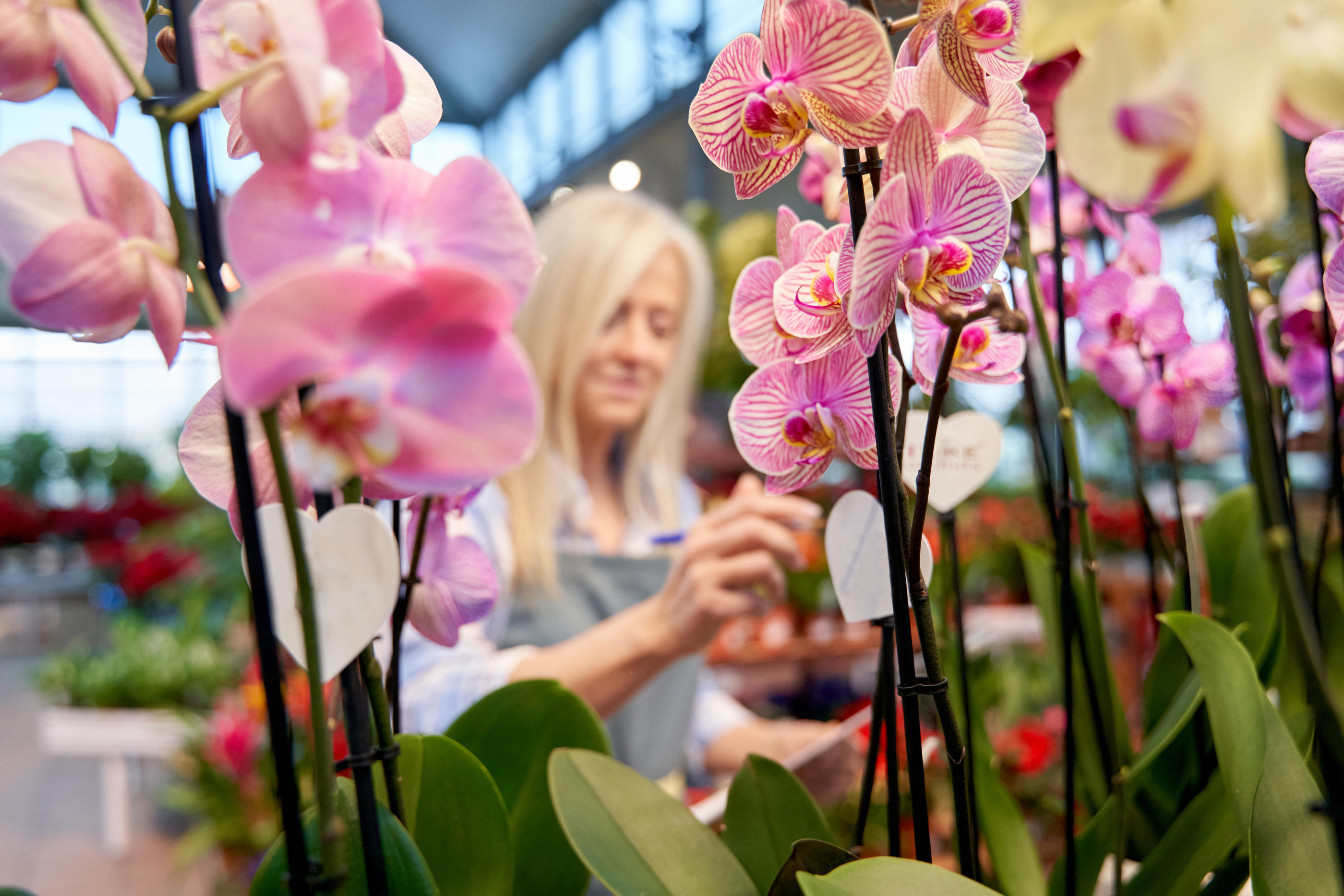 Les orchidées, qui pèsent un tiers du marché des plantes d’intérieur fleuries, sont majoritairement produites aux Pays-Bas, où les procédés de production sont très industrialisés. Istock/Oscar Martin