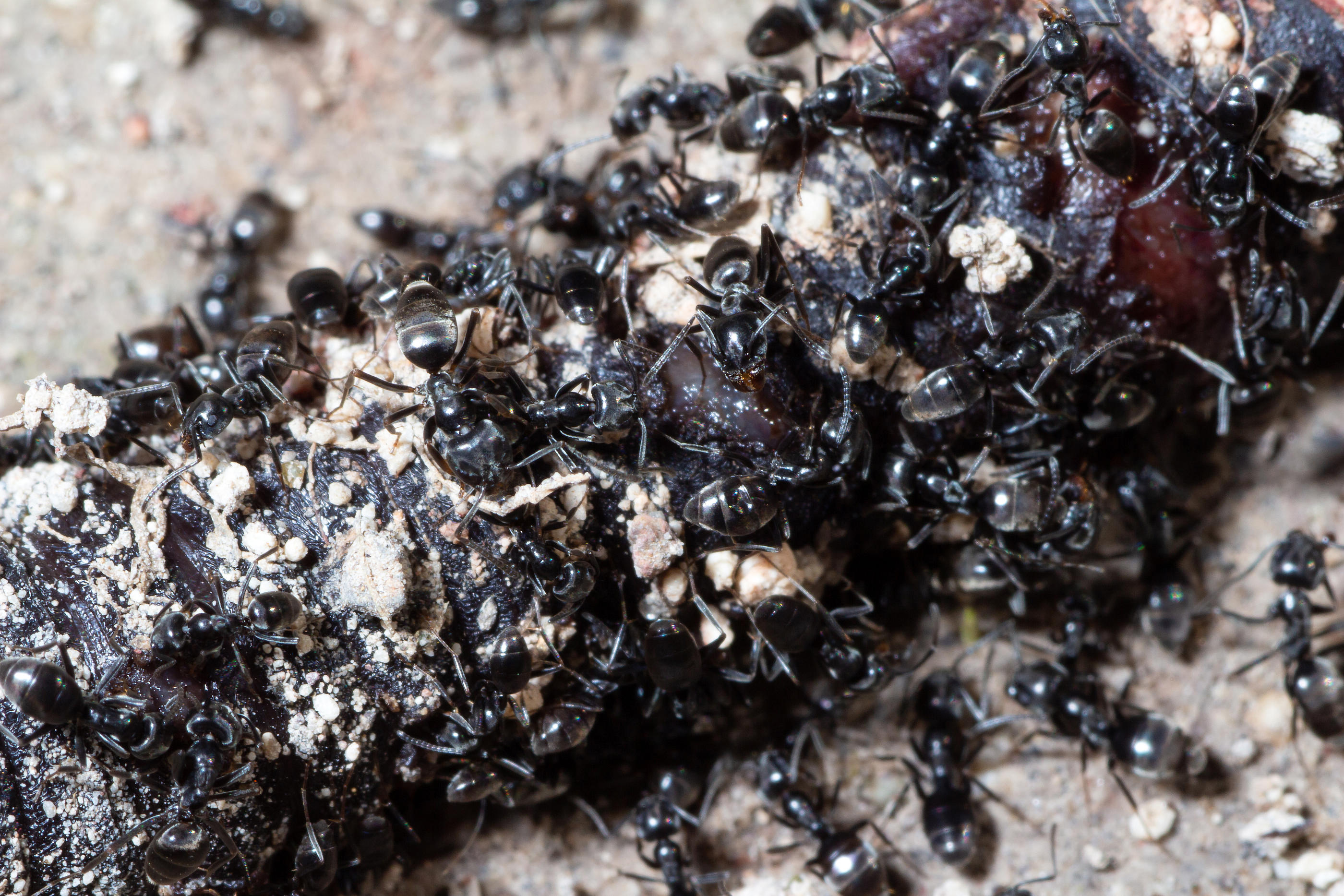 Venue de Méditerranée, la fourmi Tapinoma magnum est une espèce très invasive et difficile à éradiquer. Zinco79
