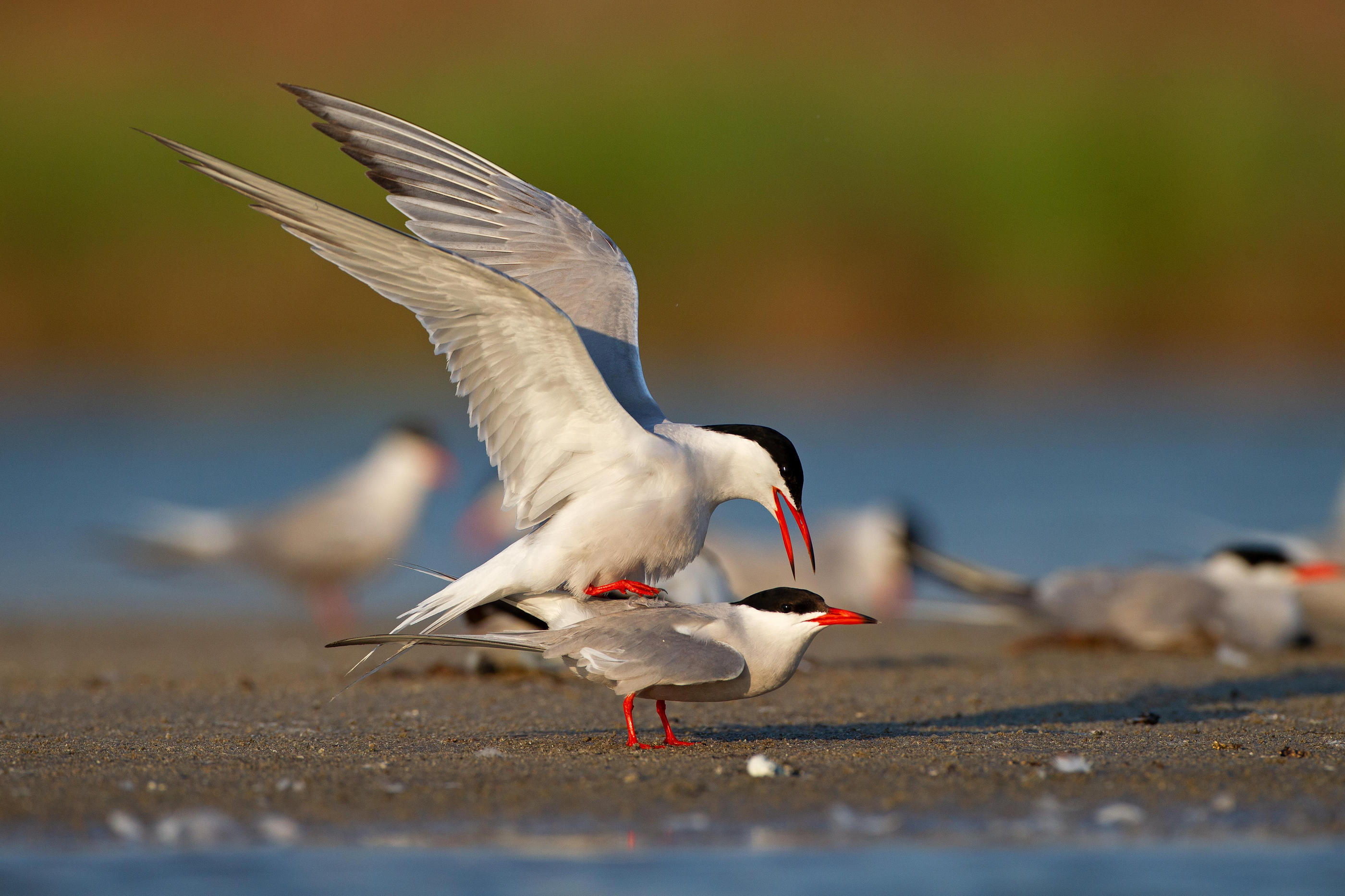 Après leur hivernage africain, les sternes nichent et se reproduisent sur les bancs de sable de la Loire (Maine-et-Loire). (Illustration). Getty Images/imageBROKER/Franz Christoph Robiller