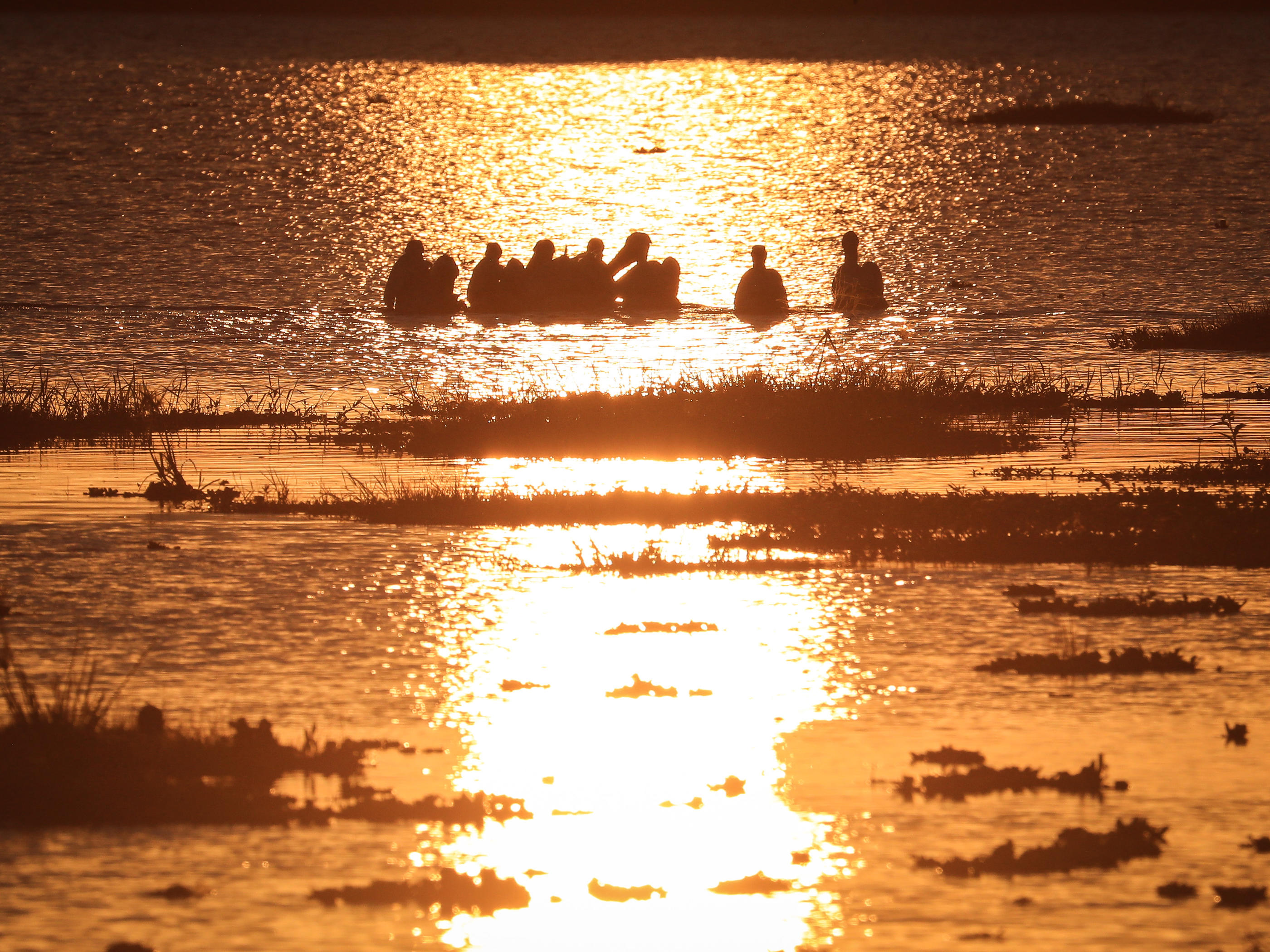 Les opérations de sauvetage de pélicans bruns se multiplient ces dernières semaines sur la côte californienne. (Illustration) Xinhua/Han Xu