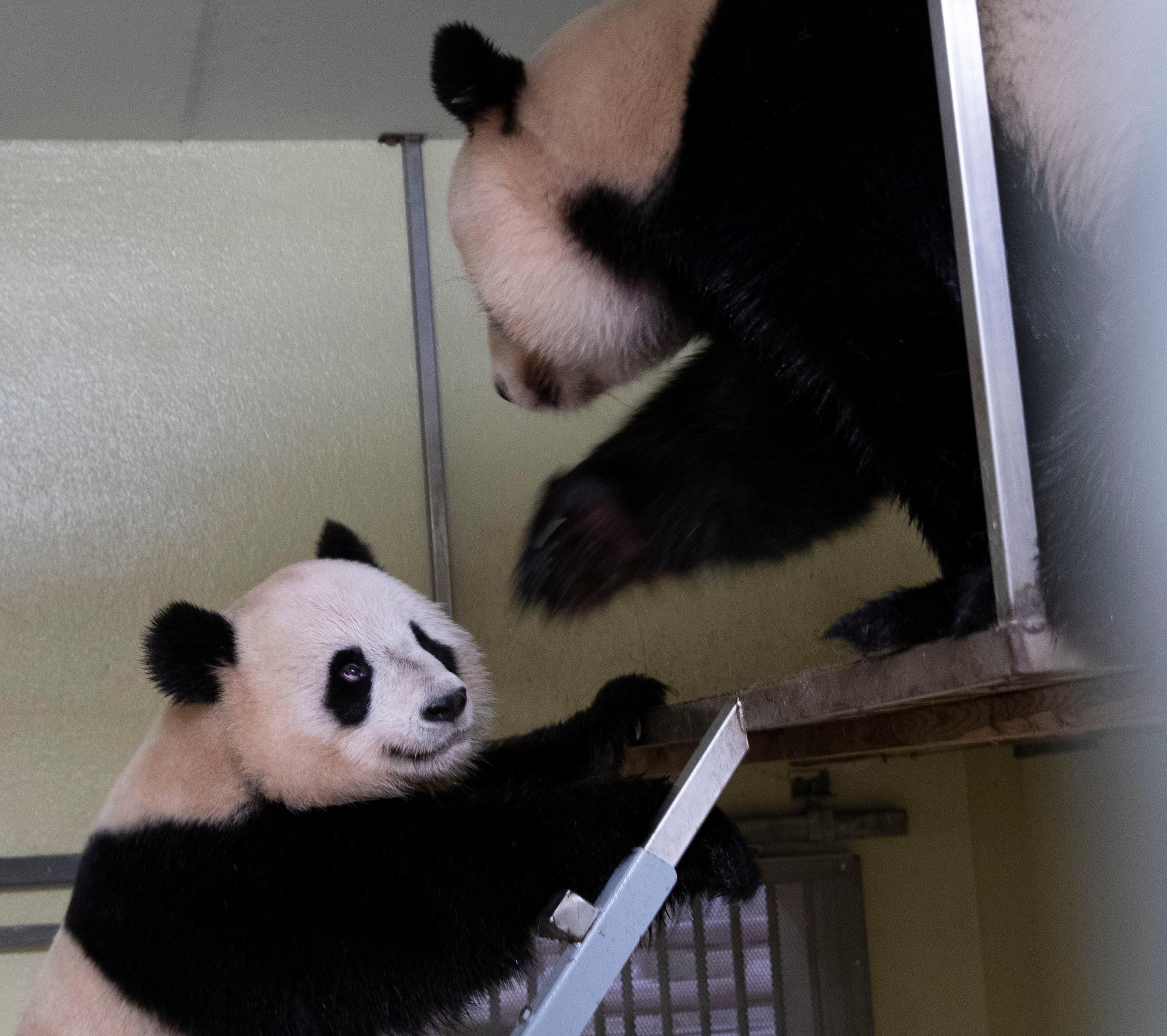 Fin mars, les deux pandas géants, Huan Huan et Yuan Zi, avaient tenté de s’accoupler. Zoo de Beauval