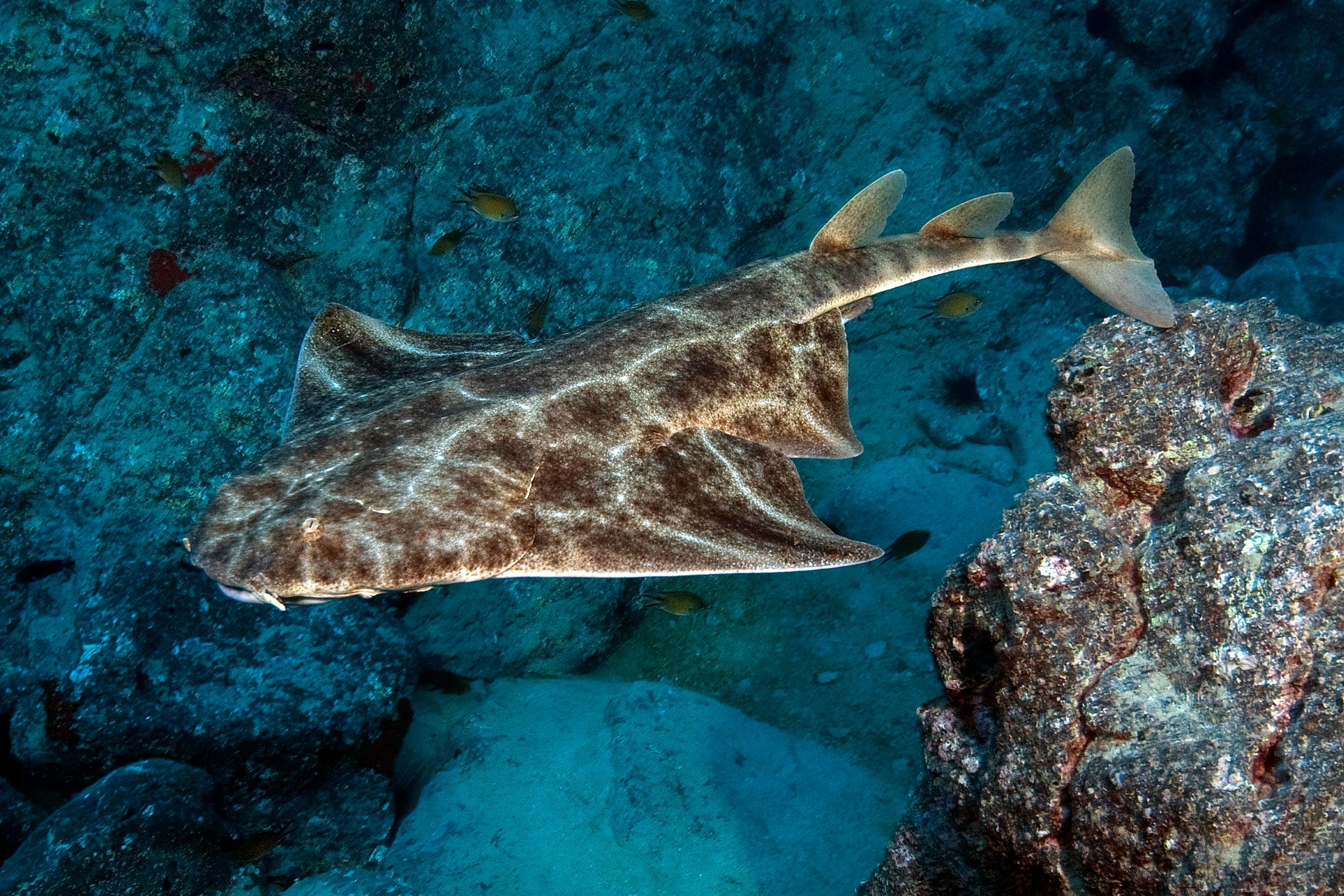 Le requin ange, qu'on croyait très menacée, est un très grand poisson cartilagineux, au corps plat et tacheté, aux très larges nageoires semblables à des ailes. ImageBROKER/Frank Schneider