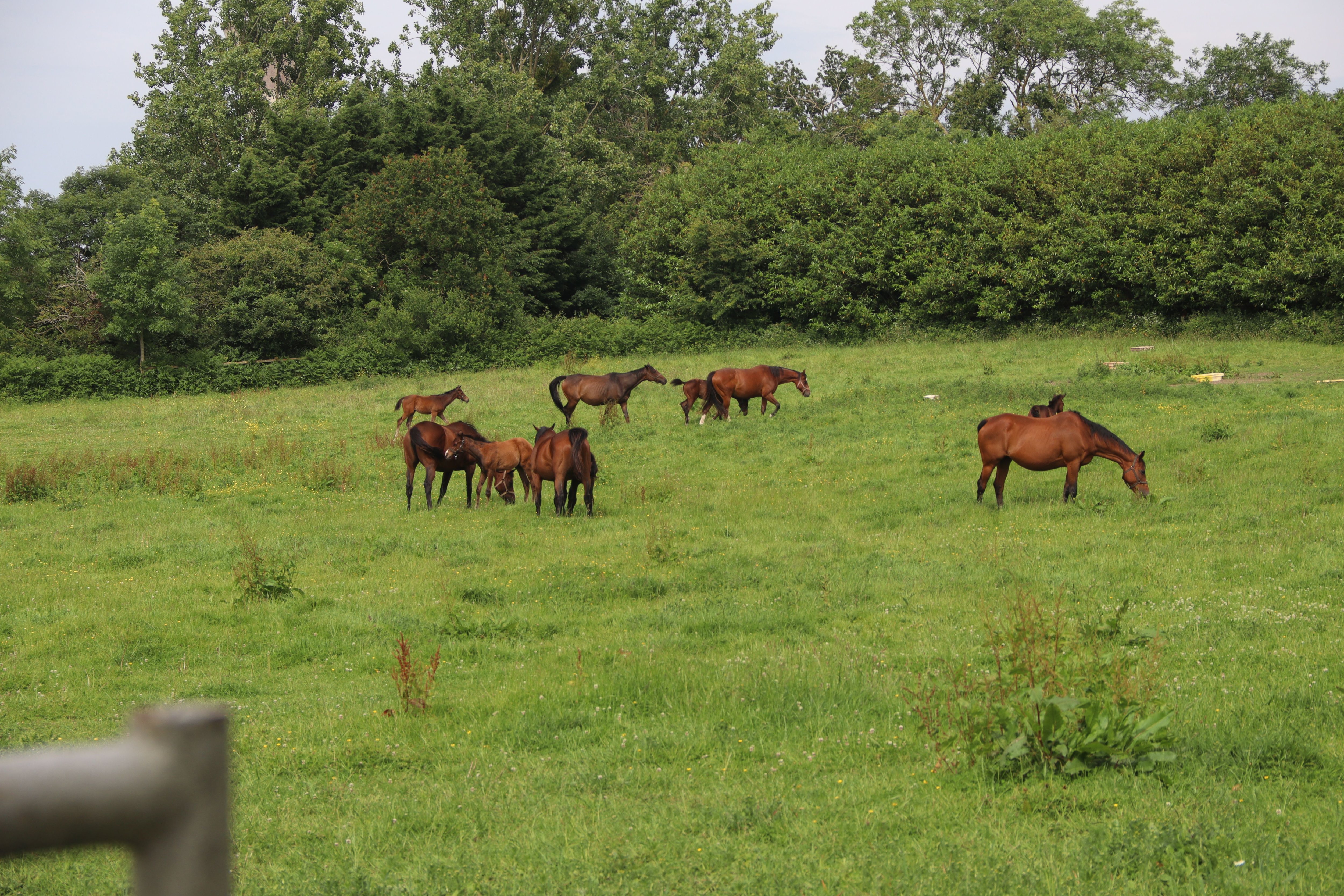 Des chevaux, rescapés de l'incendie des écuries de la Verte vallée à Bernesq (Calvados), ce dimanche 16 juin 2024, paissent dans une parcelle du haras. /LP/Esteban Pinel