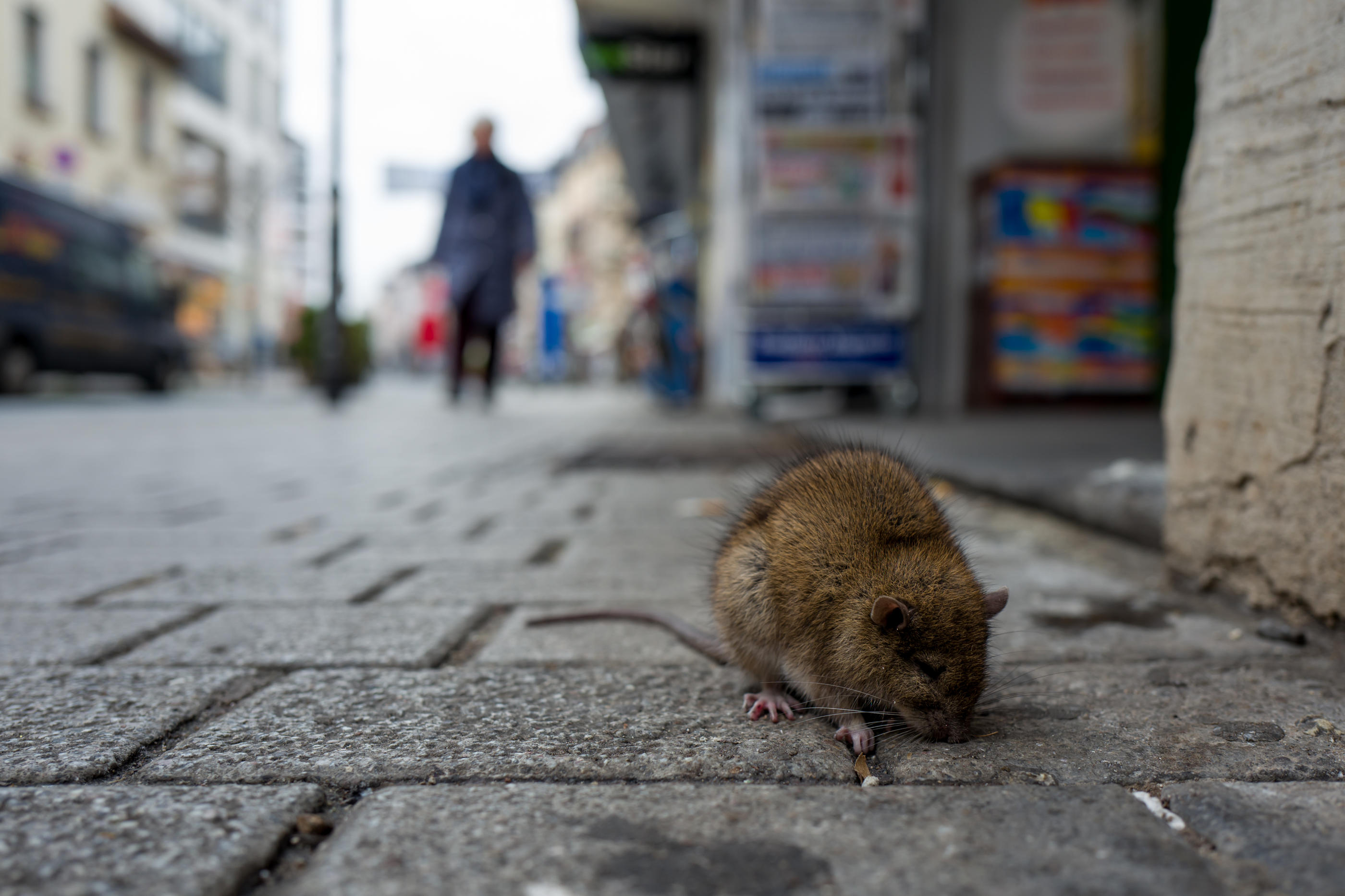 Les JO généreront une surproduction de déchets, favorisant la prolifération des rats. Pierre Aden