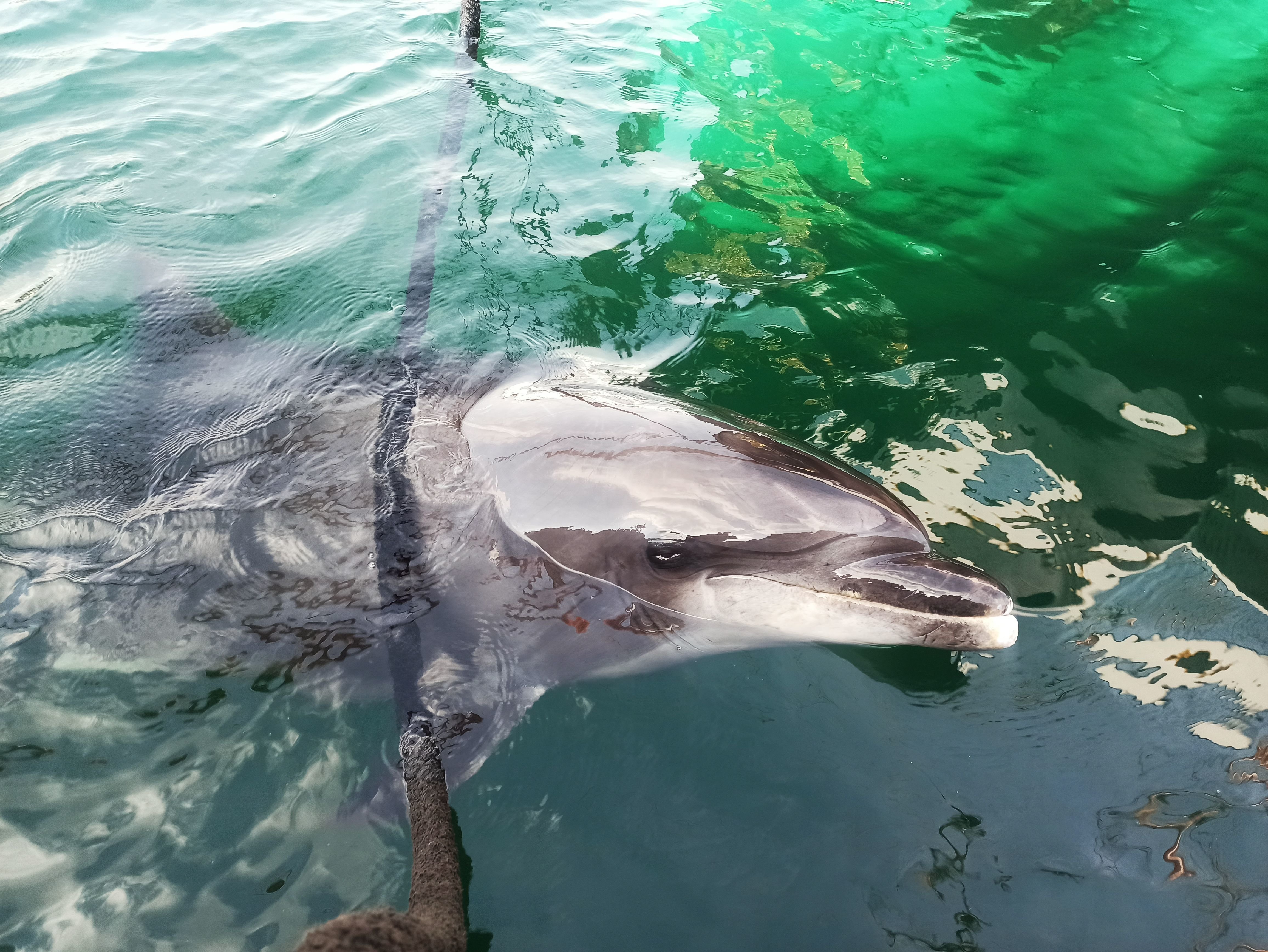 Randy, grand dauphin finistérien, est de sortie pour l'été, et devient, comme chaque année, la coqueluche du littoral. Séparé ou exclus de son groupe, il cherche la compagnie des humains et adore qu'on lui gratte le dos avec des bouts (ici, celui de La Recouvrance, amarrée à Brest). /LP/Nora Moreau