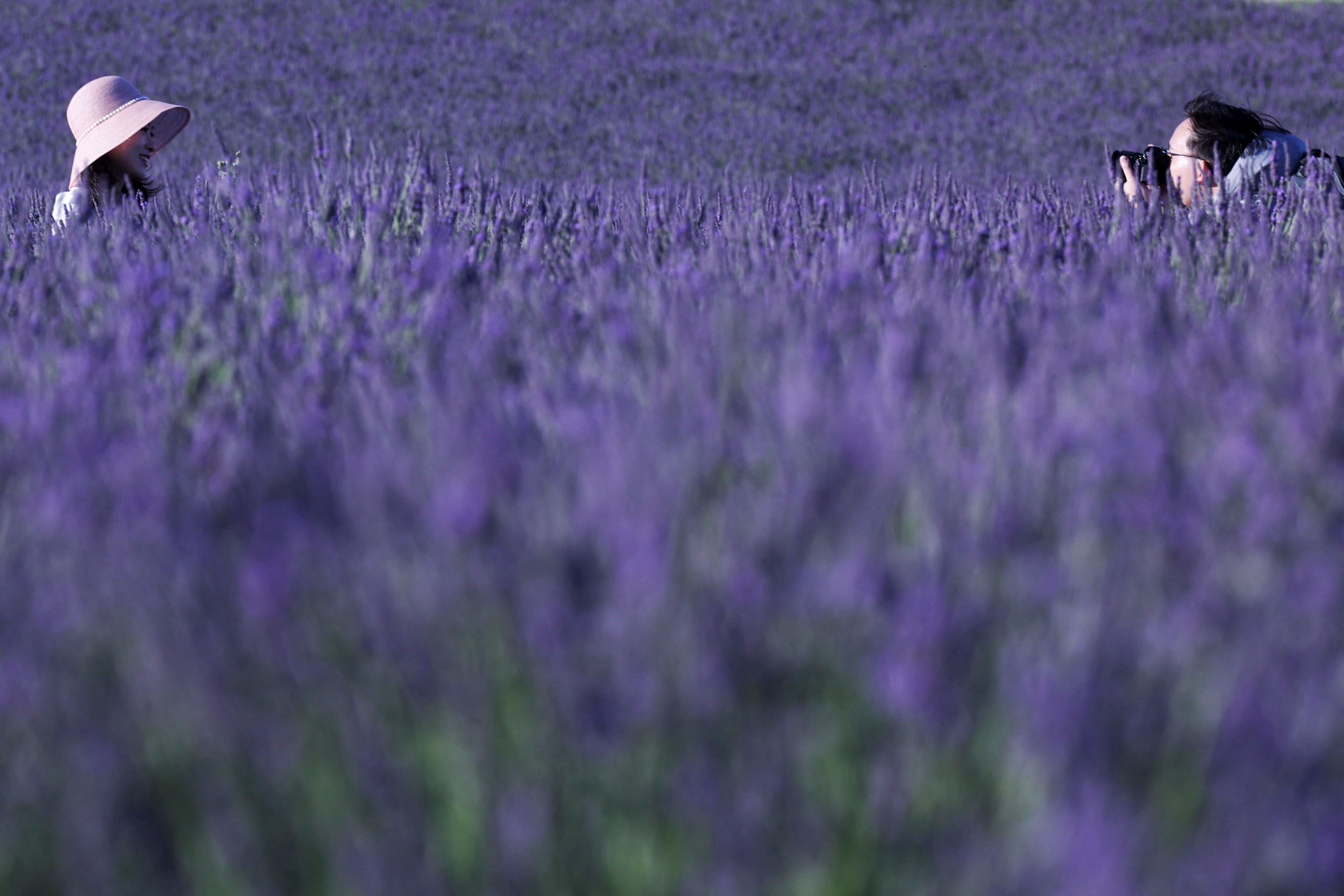 Lavender bloom in Valensole