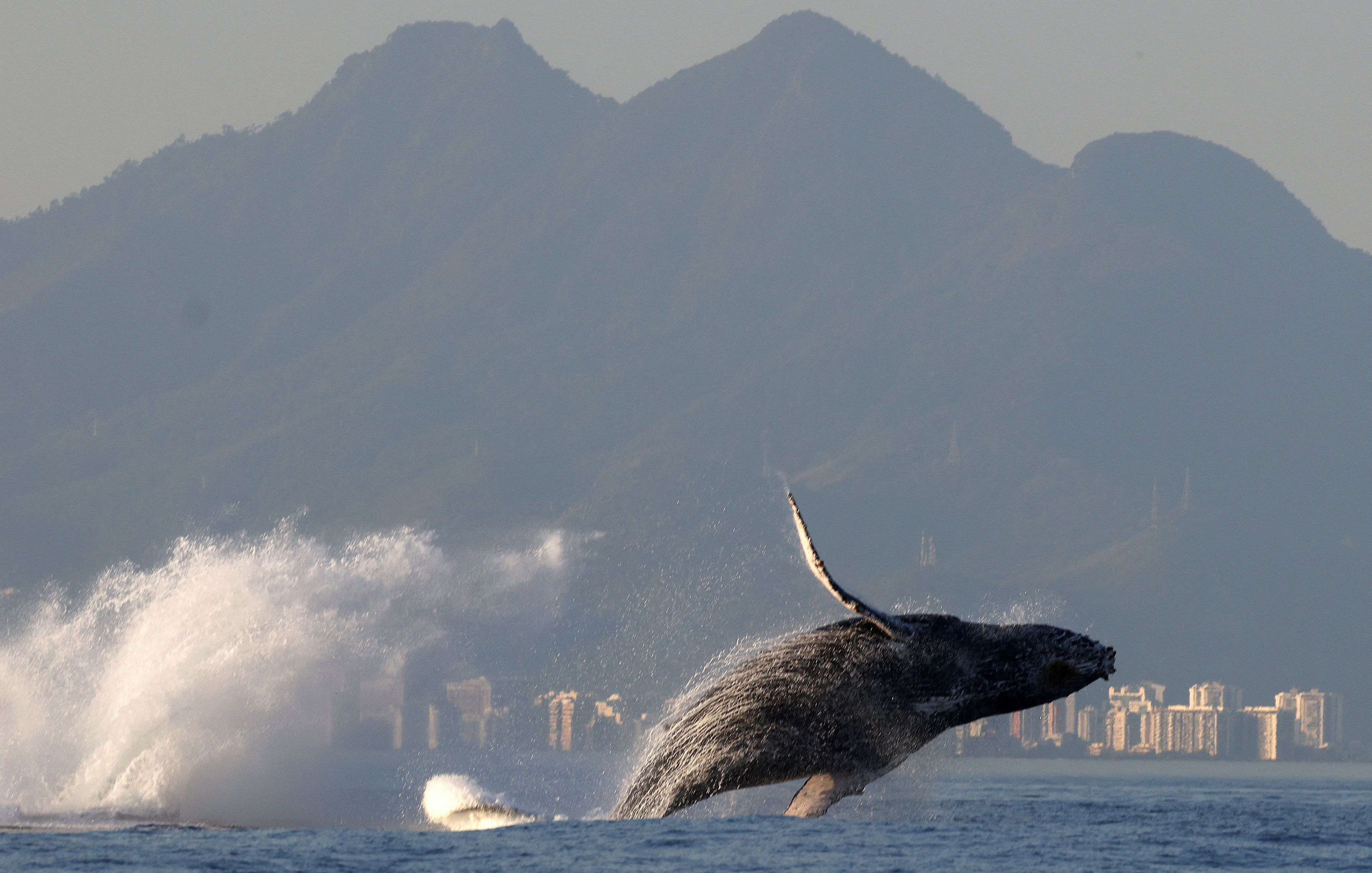 A humpback whale jumps above water near Recreio dos Bandeirantes beach in Rio de Janeiro, Brazil