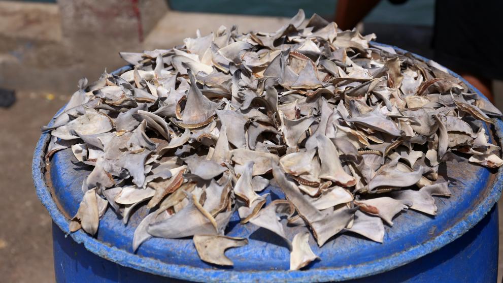 Shark fins on the fish market