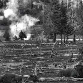 On the buffalo track