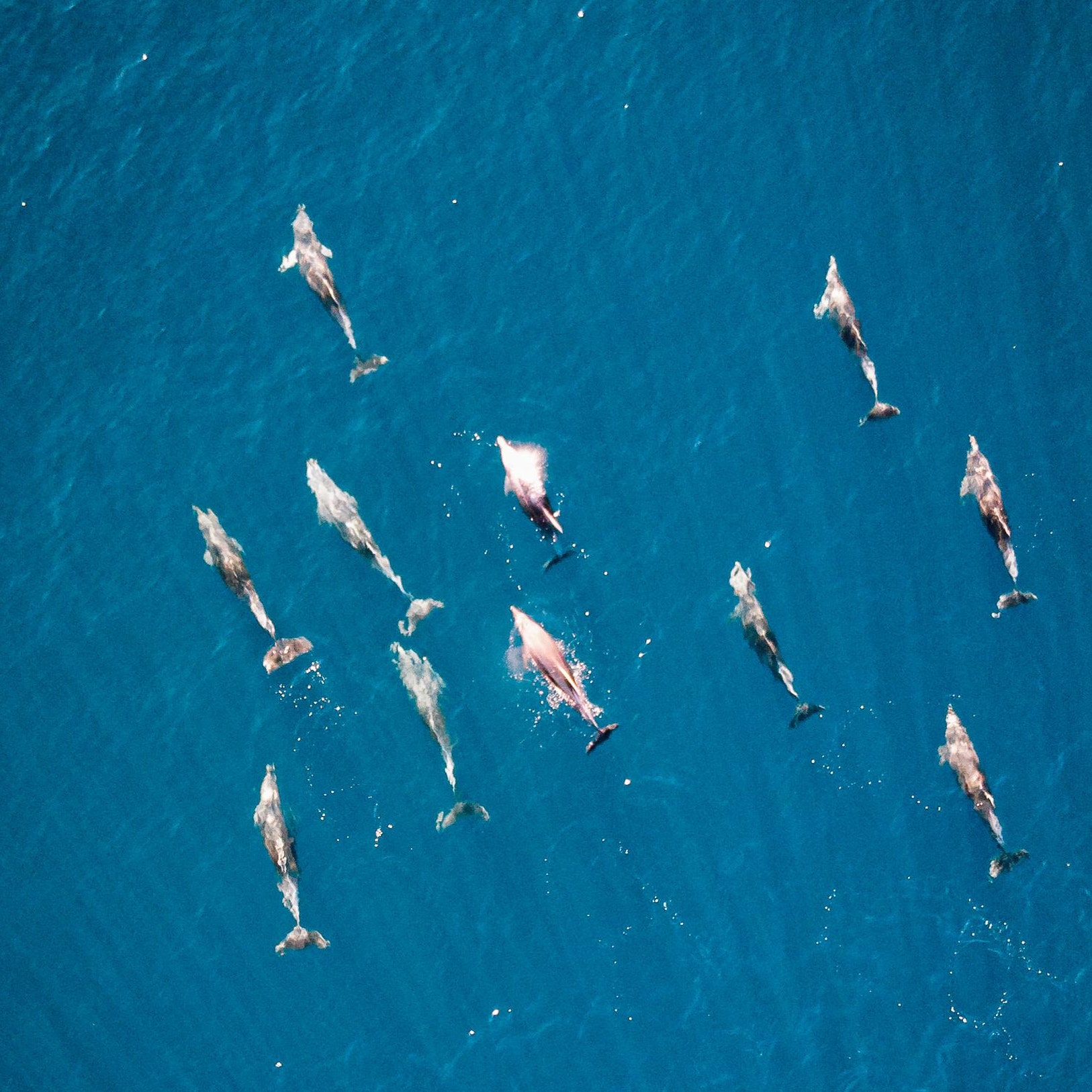 Isola d'Elba: tour sul mare per vedere delfini, balene e foche monache