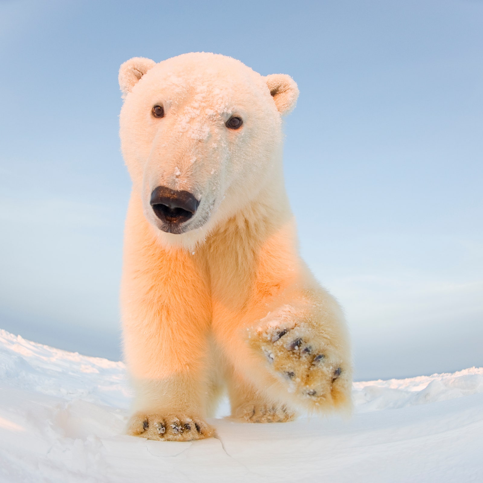 Giornata dell'orso polare 2021: una specie a rischio di estinzione