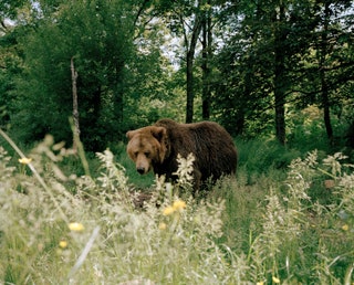 La Carne dell'Orso © Carlo Lombardi