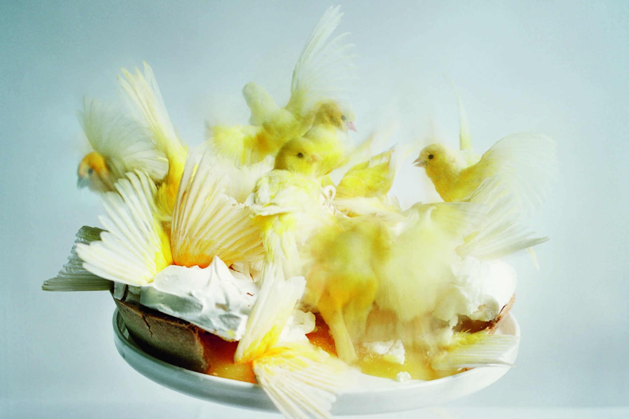 Tim Walker Pasqua