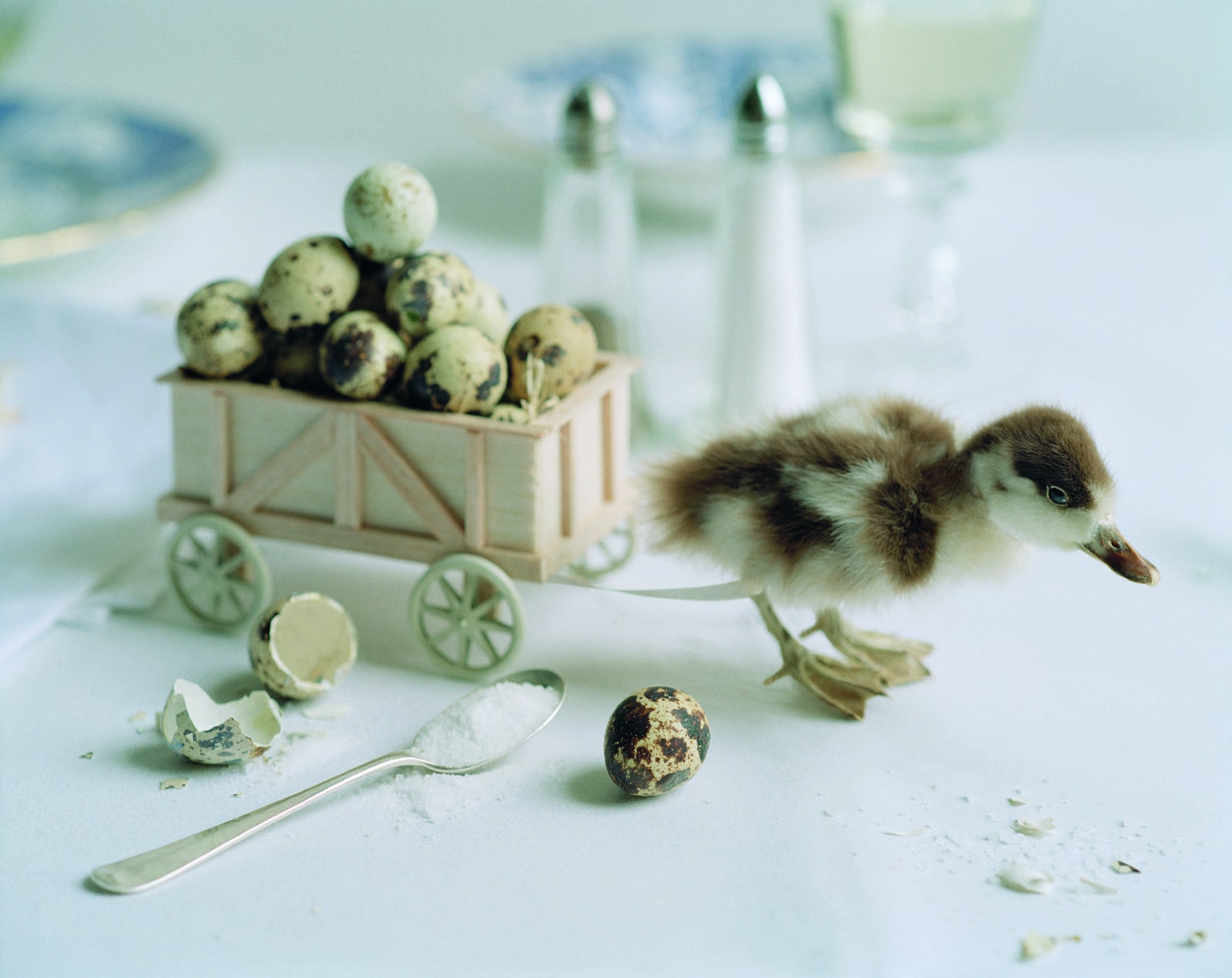 Tim Walker Pasqua